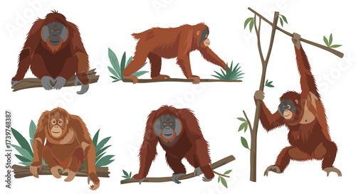 Six playful orangutans in different poses in the jungle.
