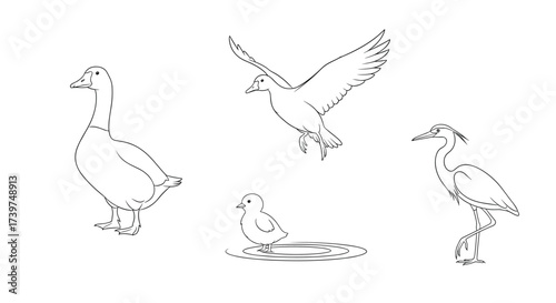 Illustrations of various ducks and a wading bird in different poses and environments.