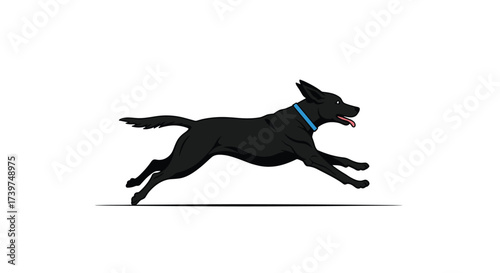 A sleek black dog with a blue collar is captured in mid-stride as it runs energetically across a white background.