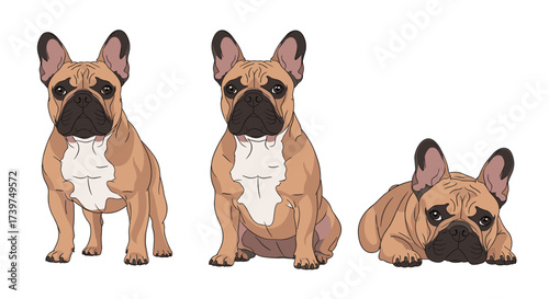 A trio of adorable fawn french bulldogs striking various poses on a white background.