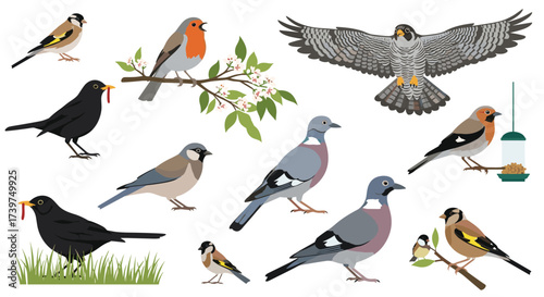 A charming collection of various backyard birds including finches robins and pigeons.