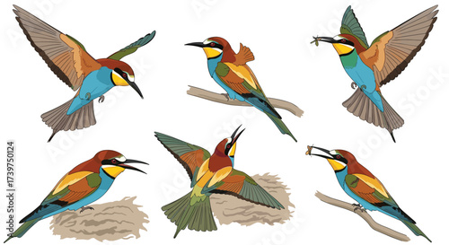 A collection of six vibrantly colored European bee eater birds in various poses.