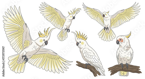 A collection of five white cockatoos in various poses on a white background.