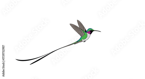 A beautiful long-tailed hummingbird hovers gracefully in flight with vibrant green plumage and delicate wings.