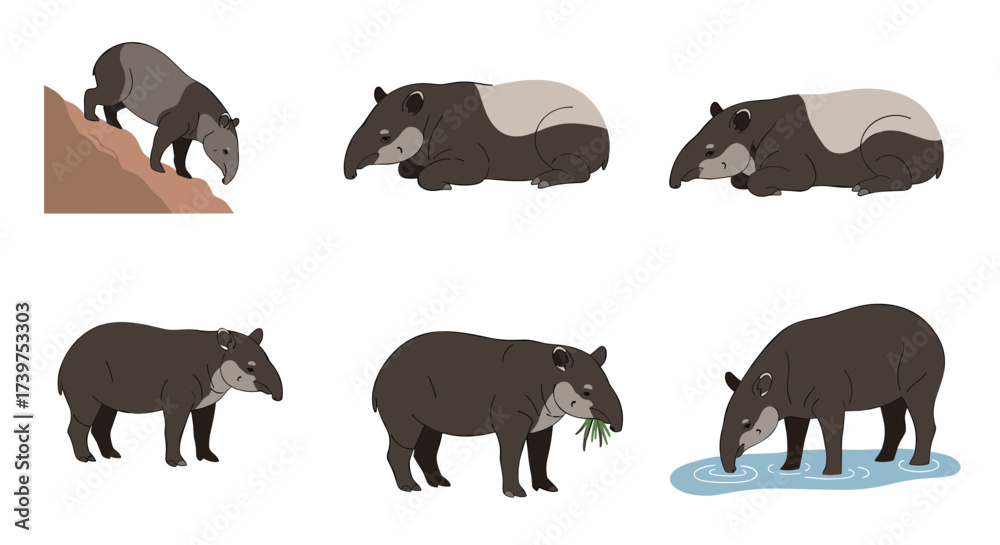 Fototapeta premium A collection of tapir illustrations depicting various poses and activities.