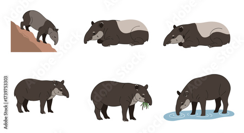 A collection of tapir illustrations depicting various poses and activities.