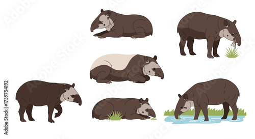 Illustrations of tapirs in different poses and environments showcasing their unique features.