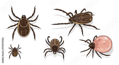 An illustration showcasing various types of ticks including different sizes and stages of engorgement.