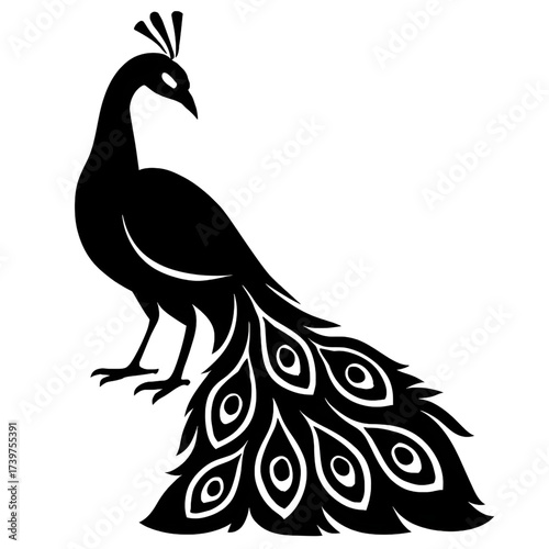 peacock vector illustration