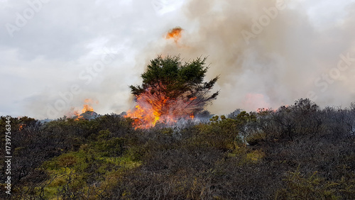 Forest fires eating the trees on arid moorland in the UK The flames jump from area to area with the help of the breeze as climate change dries the vegetation and allows fires to spread easily.