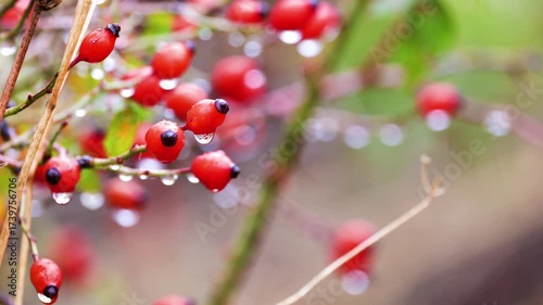 close up of rose hips during the rain