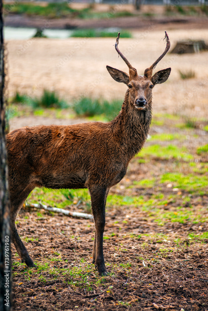 Obraz premium A deer lies in the forest in the green grass