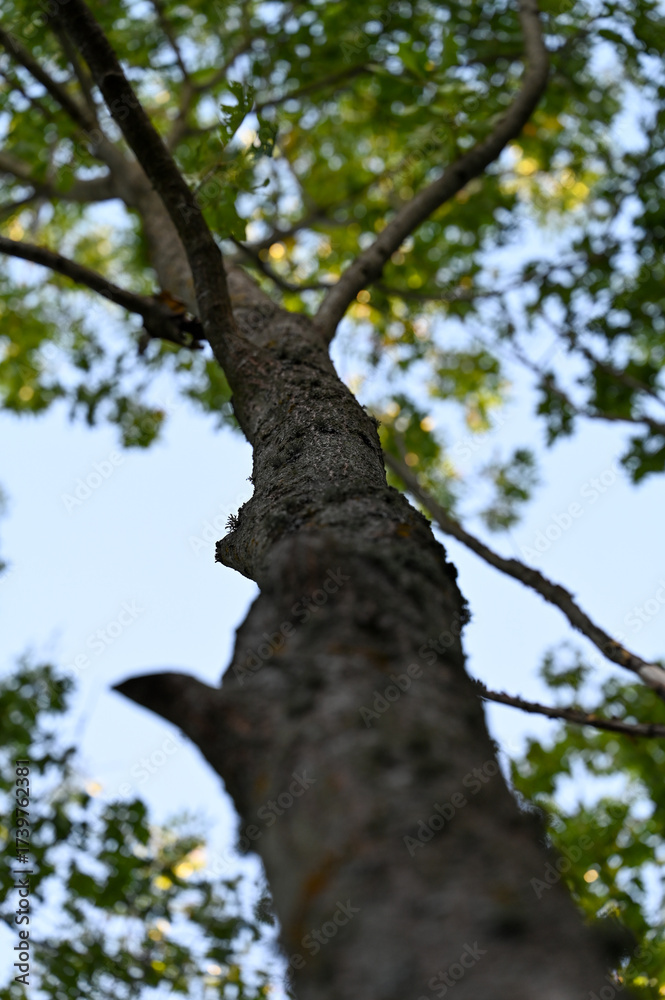 Fototapeta premium tree in the forest
