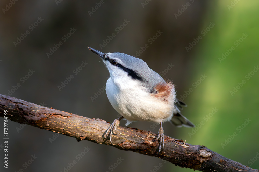 Naklejka premium 木の枝に止まっているゴジュウカラ
