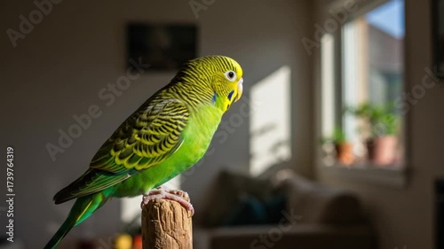 green parrot on a branch footage