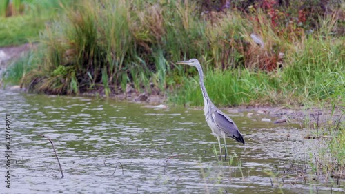 Great Blue Heron, on a lake on a rainy autumn day