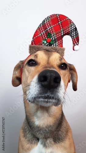 Dog in elf hat for Christmas and New Year. cute pet dog in a Santa helper elf costume hat looking up with a funny and serious expression. Pet holiday accessories elf hat with festive spirit