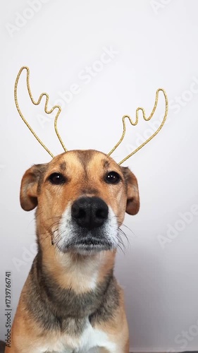 Dog with Christmas antlers portrait. Vertical video of a pet dog wearing festive reindeer antlers costume. Holiday greeting Festive mongrel doggy with reindeer horns