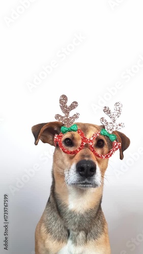 Dog with reindeer antlers at Christmas time. Christmas pet concept. mixed-breed doggy wearing New Year's glasses for holiday party