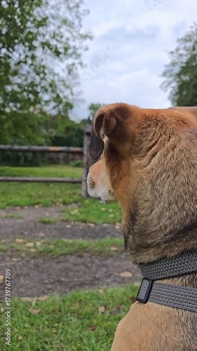 Dog sitting on grass and watching around, rear view. mongrel pet viewed from behind, turning head and looking around with curiosity. animal behavior, concentration and interest in outdoor nature.