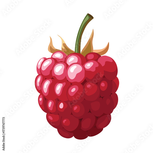 Raspberry berry, vector illustration, bright with highlights and shadows