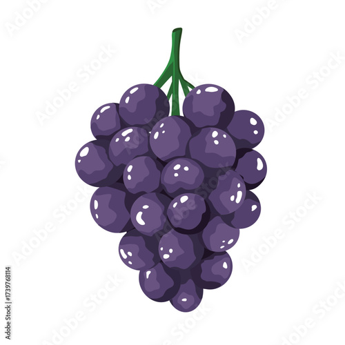Bunch of grapes, vector illustration, bright with highlights and shadows