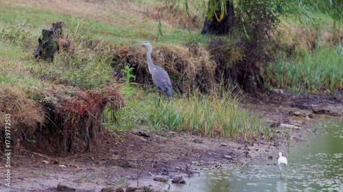 Great Blue Heron, on a lake on a rainy autumn day
