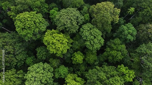 forest view from above footage
