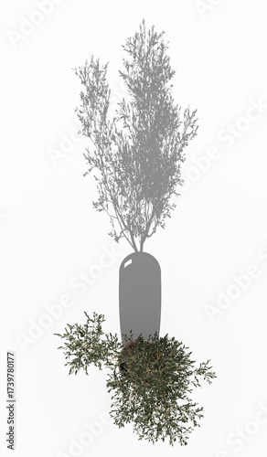 Outdoor plant shadow from top view. Plant shadow in sunlight. isolated on white background . 3D rendering