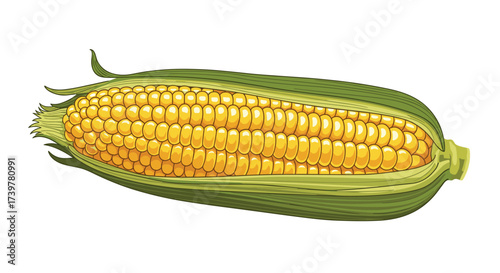A ripe ear of yellow corn with green husks. .