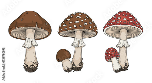 Detailed illustration of three distinct types of wild edible mushrooms growing from the forest floor.