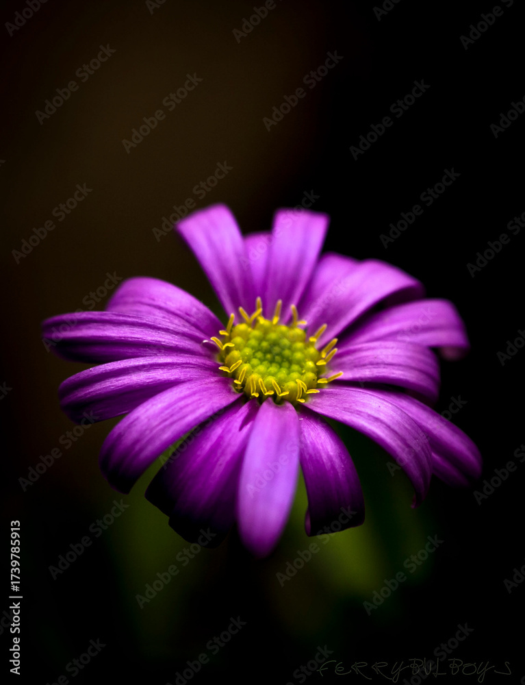 Fototapeta premium Macro close-up of a beautiful purple daisy flower with yellow center isolated on a dark background. Detailed petals and vibrant colors showing natural beauty, perfect for botanical, floral, and nature