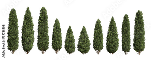 Thuja occidentalis Smaragd (Emerald Green Arborvitae) hedge trees isolated on white background