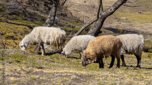 close view of a few sheep grazing in the wild, in a warm spring morning