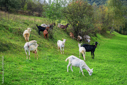 A herd of goats grazes peacefully on a green hillside meadow surrounded by trees and natural countryside scenery.