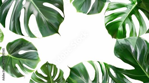 Eco-Friendly Plant Vistas: Fresh Rosemary Herbs, Green Leaf Wreaths, Spring Garden Foliage & Organic Vegetable Closeups