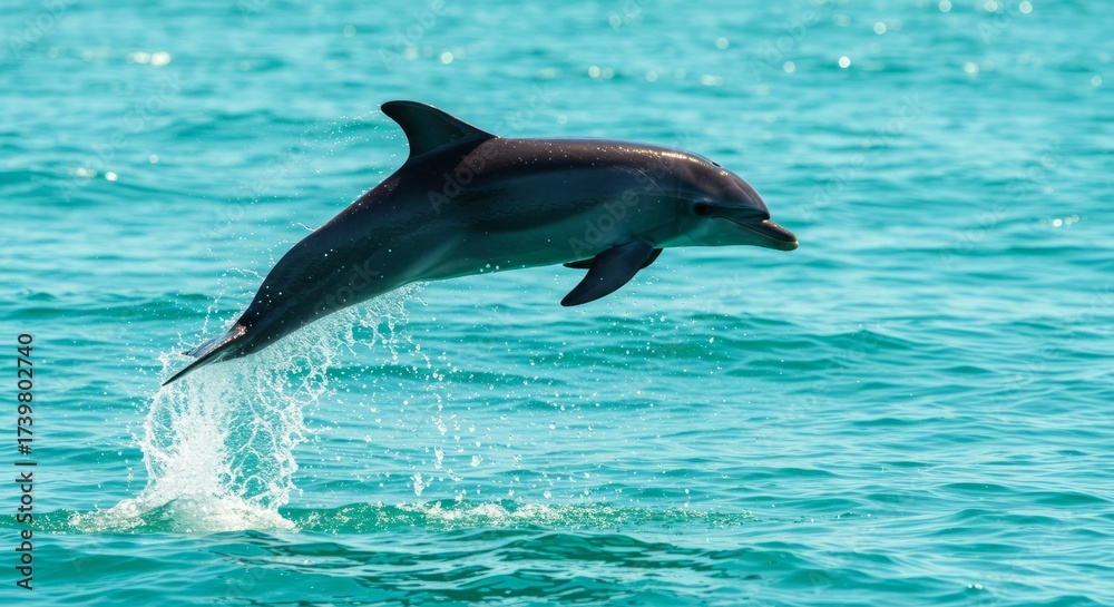 Fototapeta premium Playful dolphin leaping above ocean waves, intelligent marine mammal symbol of freedom, friendship, and beauty of underwater wildlife.