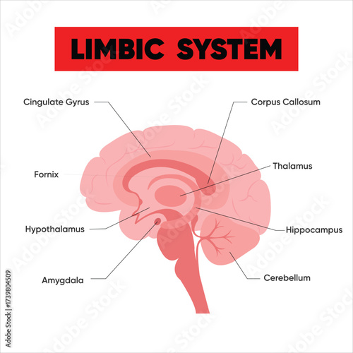 Limbic System, showcasing brain anatomy, memory, and emotion centers for educational and medical purposes, vector diagram of the human.