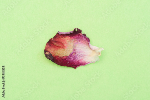 dried rose petal on pastel green background