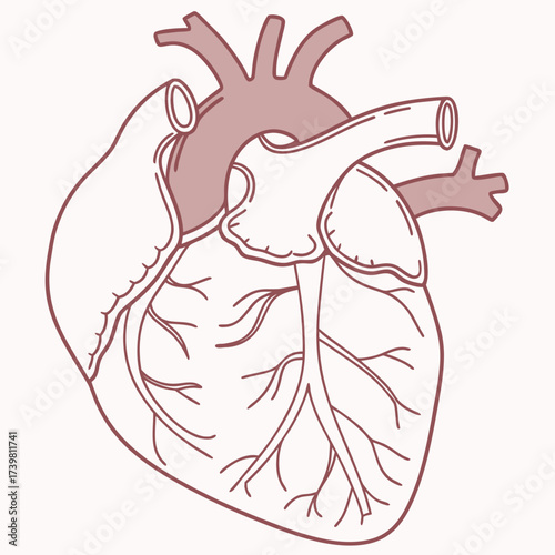 Anatomical heart illustration with veins and arteries