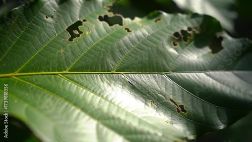 Close-up of a large green leaf with visible veins