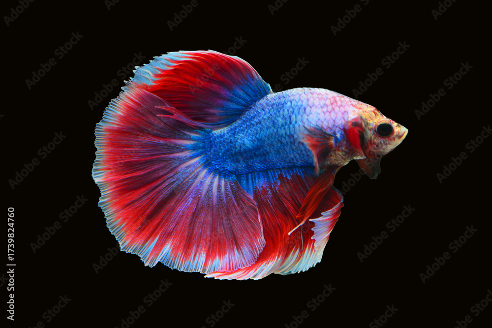 Fototapeta premium Betta fish red, siamese fighting fish isolated on black background 