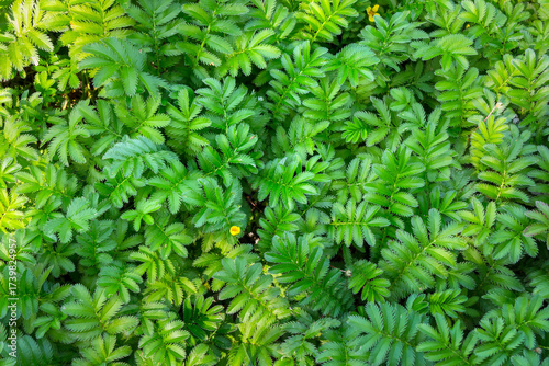 Dense green vegetation - Argentina anserina (Potentilla anserina). Green grass leaves close-up, natural background