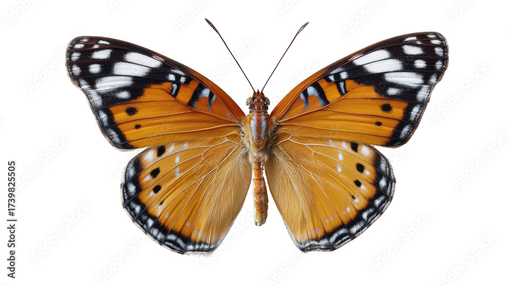 Fototapeta premium Butterfly's delicate design: Showcasing the butterfly's elaborate and bright wings, this close-up showcases nature's artistry with intricate patterns and vibrant colors.