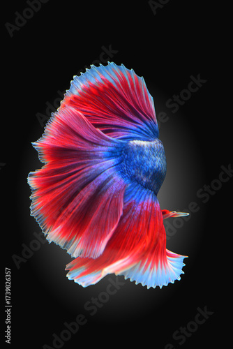 Betta fish red, siamese fighting fish isolated on black background 