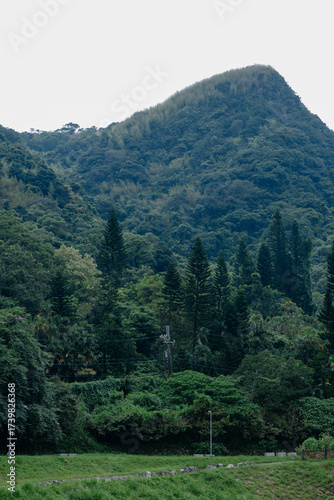 mountain landscape with trees
