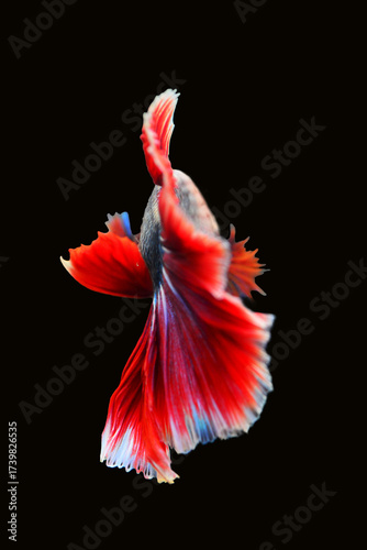 Betta fish red, siamese fighting fish isolated on black background 