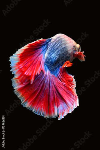 Betta fish red, siamese fighting fish isolated on black background 