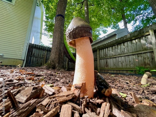 Bild auf Leinwand phallic mushroom