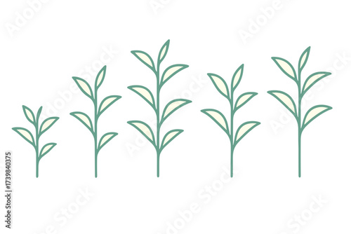 Minimalist design showing five green plant stems illustrating progressive growth stages